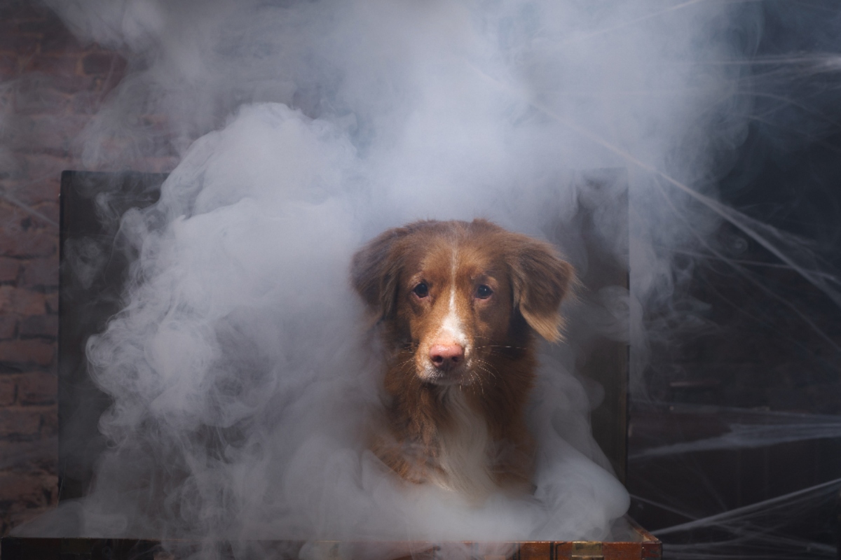 Pets and the paranormal