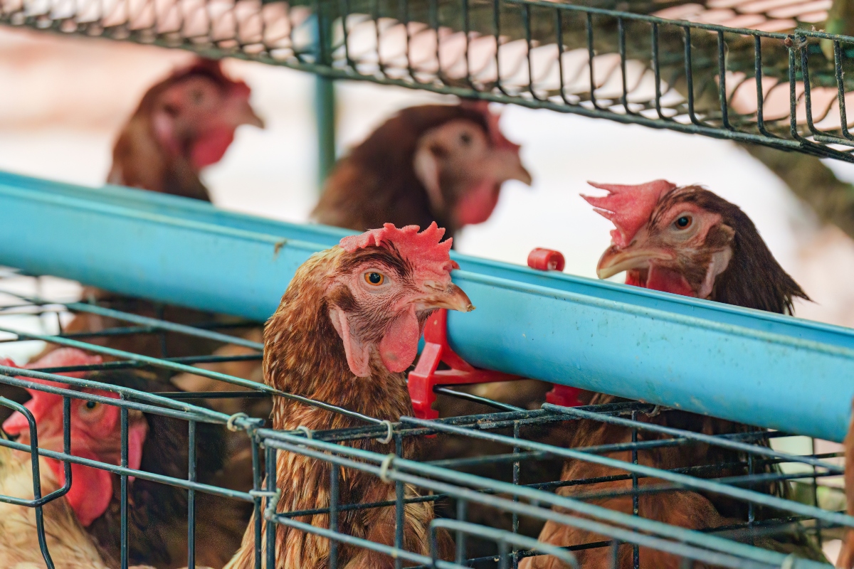 Brotes de salmonella Estados Unidos, Brotes de salmonella, Estados Unidos, salmonella, Nueva Onda