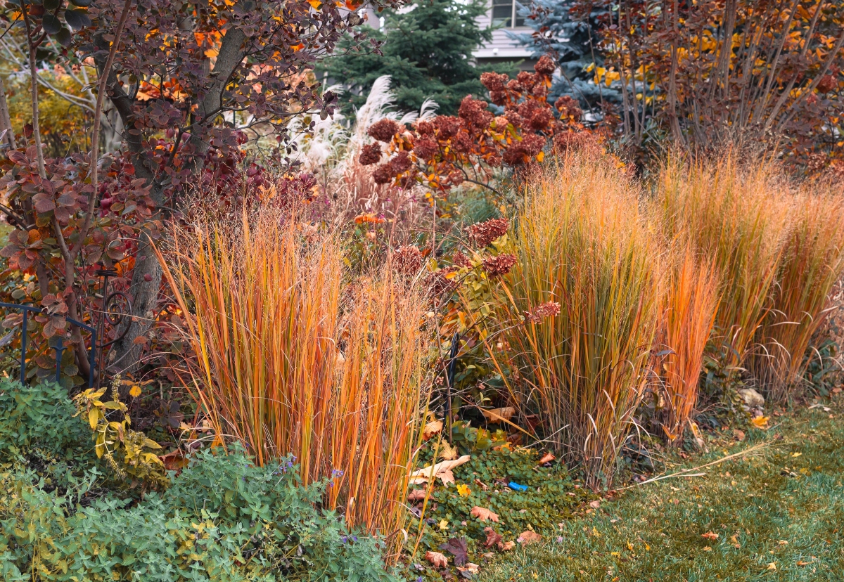 Elegant Plants for Fall, Plants for Fall, Plants, Fall, Nueva Onda