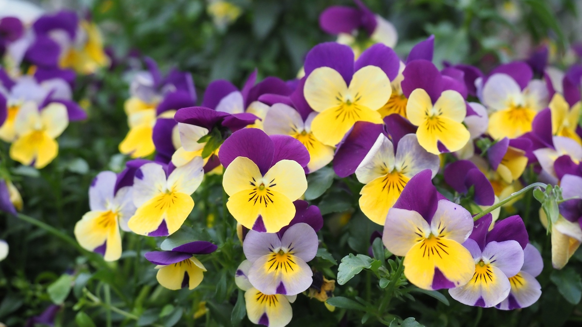 Elegant Plants for Fall, Plants for Fall, Plants, Fall, Nueva Onda